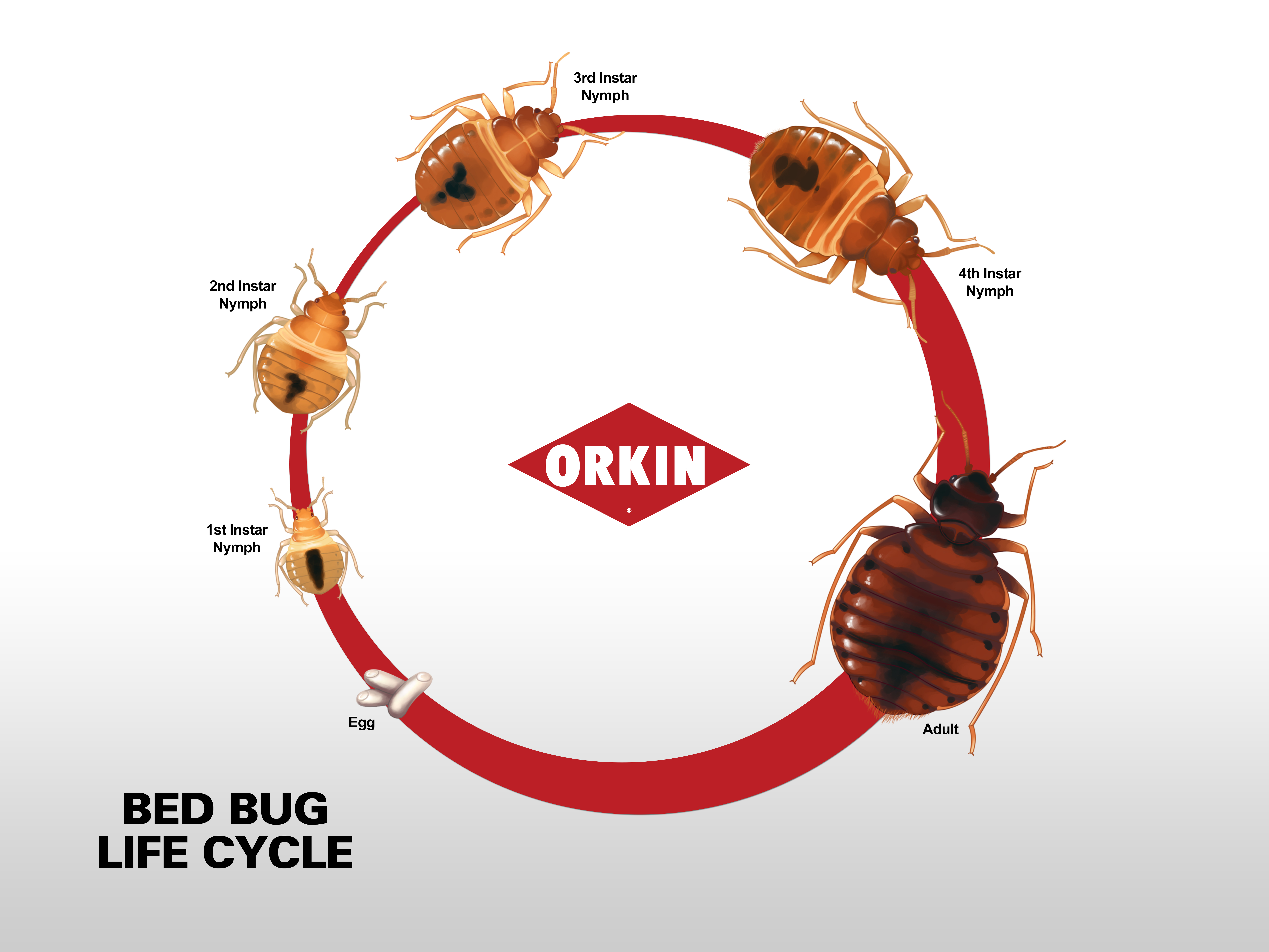 Don t Let The Bed Bugs Bite 5 Easy Steps To Take In Edmonton